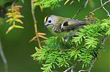 Goldcrest